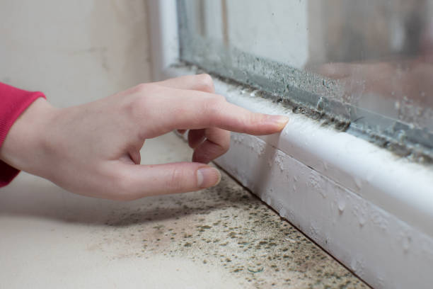 Mold Odor Removal Services in Williamston, MI